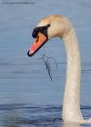 swan_270911b.jpg