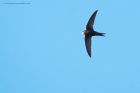 swift_170716a.jpg