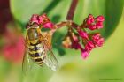 syrphus_gdn_170519a.jpg