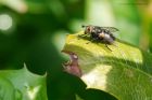 tachinid_220815a.jpg