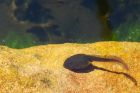 Filename=tadpole_180516a.jpg
Filesize=366KB
Dimensions=1200x800
Date added=Sep 12, 2017 tadpole_180516a.jpg