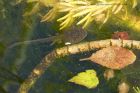 tadpole_300511a.jpg