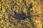 tadpole_310514b.jpg