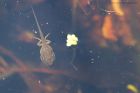 Filename=tadpole_gdn_030618a.jpg
Filesize=519KB
Dimensions=1200x800
Date added=Mar 09, 2021 tadpole_gdn_030618a.jpg