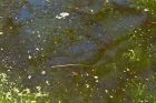 tadpoles_030416a.jpg