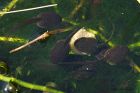 tadpoles_gdn_100520b.jpg