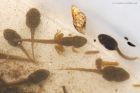 tadpoles_gdn_140620a.jpg