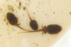 tadpoles_gdn_280519a.jpg