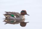 Filename=teal_101009c.jpg
Filesize=205KB
Dimensions=1000x714
Date added=Oct 11, 2009 teal_101009c.jpg