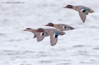 Filename=teal_101211b.jpg
Filesize=215KB
Dimensions=1000x666
Date added=Dec 11, 2011 teal_101211b.jpg