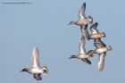 Filename=teal_151011b.jpg
Filesize=242KB
Dimensions=1000x665
Date added=Oct 19, 2011 teal_151011b.jpg