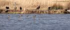 Filename=teal_160211c.jpg
Filesize=263KB
Dimensions=1000x442
Date added=Feb 17, 2011 teal_160211c.jpg
