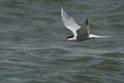 tern_130513a.jpg