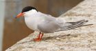 tern_160716b.jpg