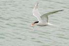 tern_160716d.jpg