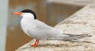 tern_160716f.jpg