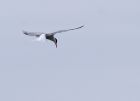 tern_2606a.jpg