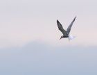 tern_2606b.jpg