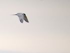 tern_2606c.jpg