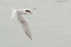 tern_280616a.jpg