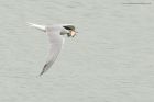 tern_280616b.jpg