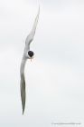 tern_280616c.jpg