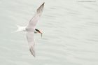 tern_280616n.jpg