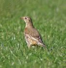 thrush_0404a.jpg