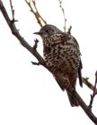 thrush_051208a.jpg