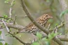 thrush_1704a.jpg