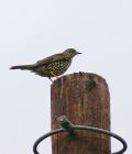 thrush_3010a.jpg