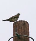 thrush_3010b.jpg