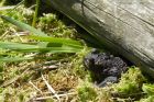 toad_170514a.jpg
