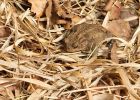 toad_260708a.jpg