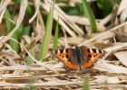 tortoiseshell_010510a.jpg