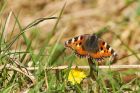 tortoiseshell_040416a.jpg