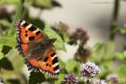 Filename=tortoiseshell_070814b.jpg
Filesize=282KB
Dimensions=1200x800
Date added=Oct 05, 2014 tortoiseshell_070814b.jpg