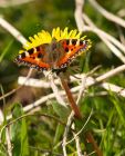 tortoiseshell_080408a.jpg