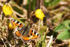 tortoiseshell_090416a.jpg