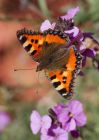 tortoiseshell_090909a.jpg