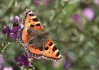 tortoiseshell_170910a.jpg