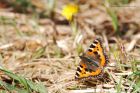 tortoiseshell_250316a.jpg