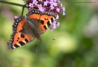 tortoiseshell_250811a.jpg