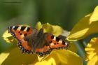 tortoishell_210314a.jpg