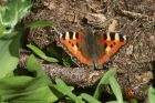 tortoishell_210314b.jpg