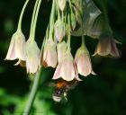 treeBee_030616a.jpg