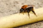 treeBee_100416a.jpg