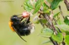 treeBee_100616a.jpg