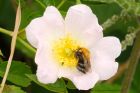 treeBee_100616b.jpg