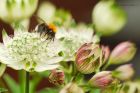 treeBee_gdn_010619a.jpg